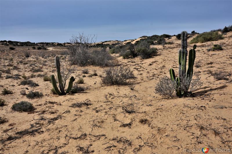 Desierto Del Vizcaino - Guerrero Negro, Baja California Sur ...