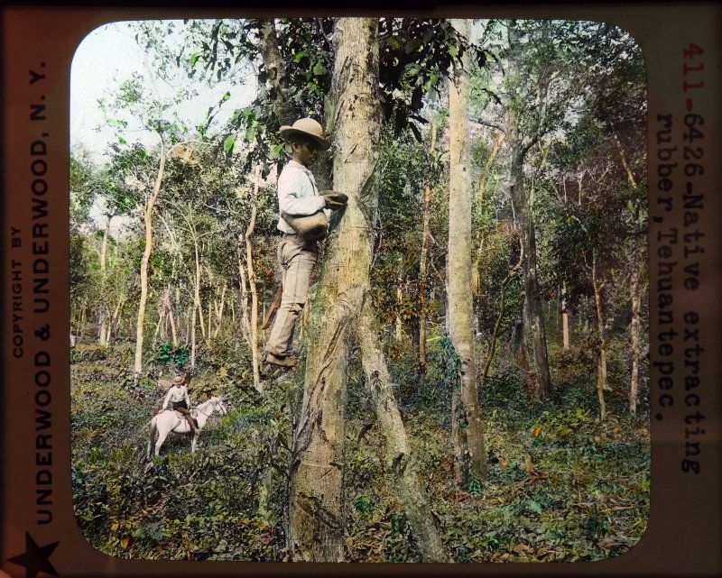 Tipos Mexicanos extrayendo caucho.