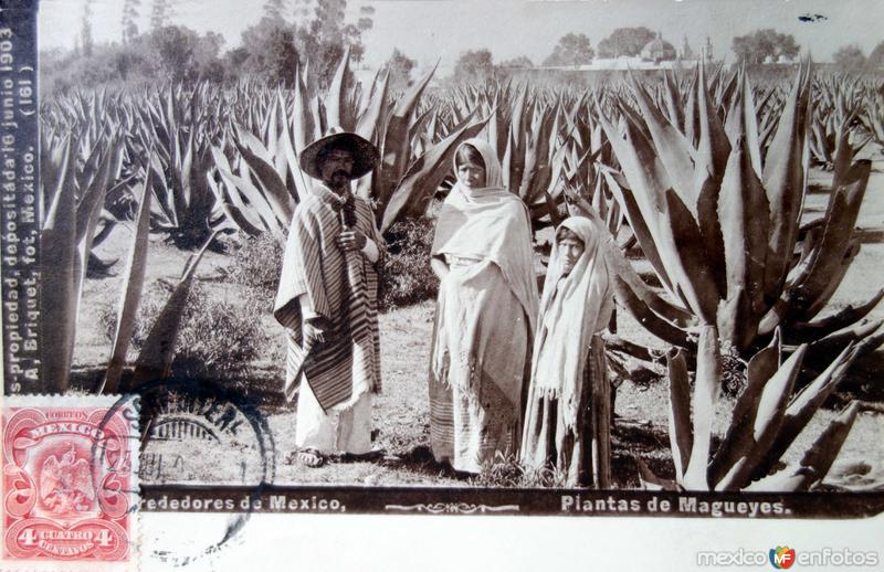 Alrededores de Mexico MAGUEYES por el Fotógrafo Abel Briquet ( Circulada el 25 de Julio de 1909 ).