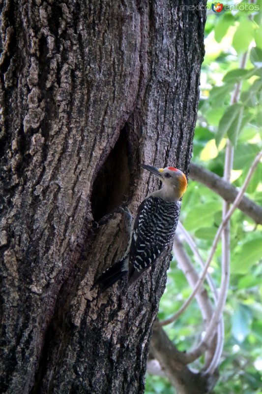 Fotos de Ciudad Mante, Tamaulipas, México: Un Querreque, Pájaro Carpintero