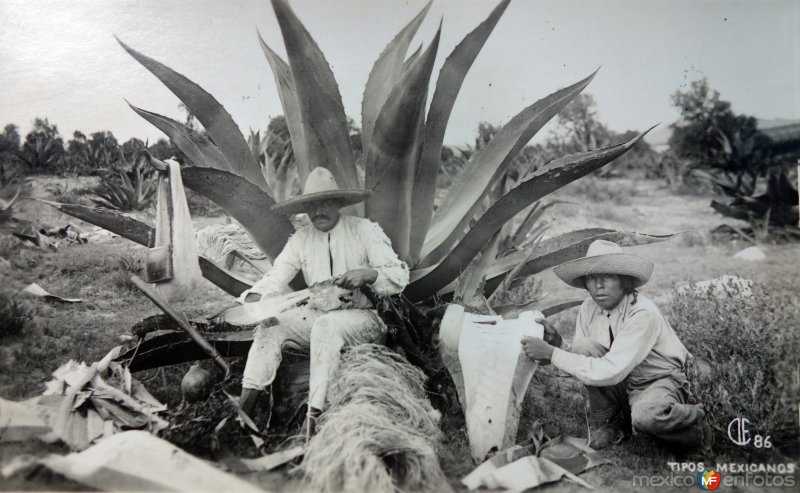 Tipos Mexicanos sacando la fibra del maguey.