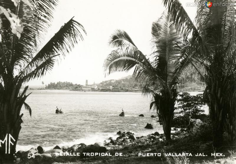 Detalle tropical de Puerto Vallarta