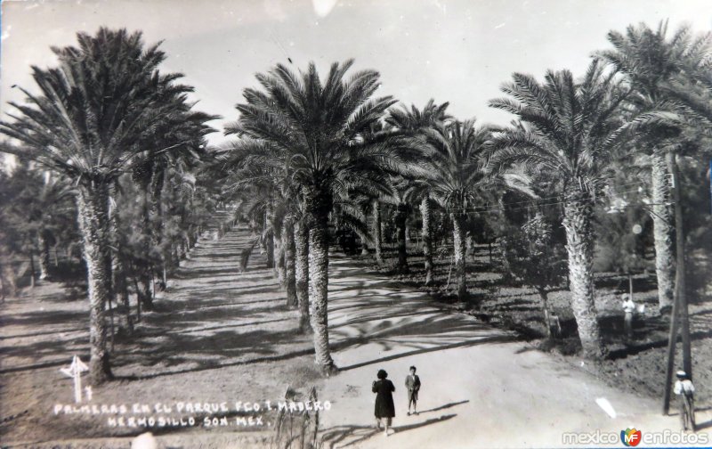 Palmeras en el Parque  Francisco I Madero.