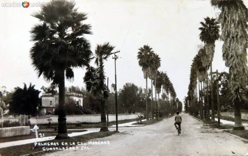 Palmeras en la Colonia Moderna.