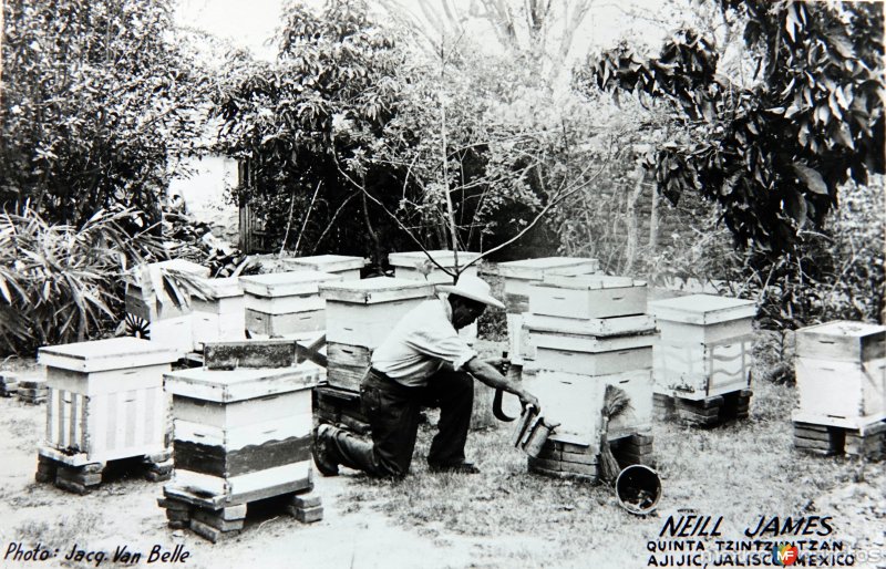 Tipos Mexicanos recolectando la miel de abeja.