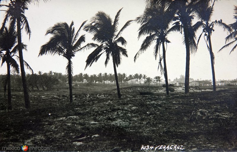 Palmares por el fotografo Hugo Brehme.