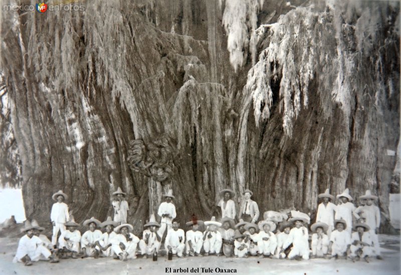 Sabino de Santa Maria del Tule.