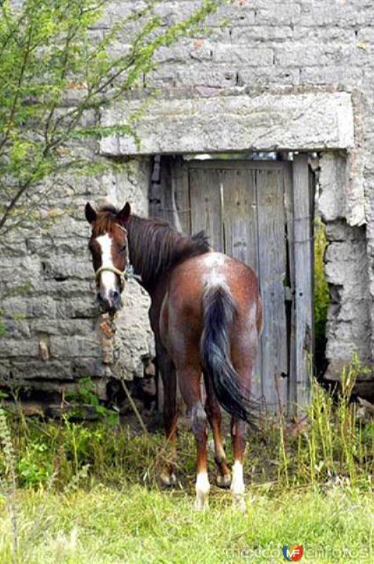 Fotos de Peñuelas, Aguascalientes: Caballo