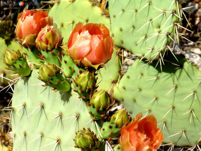 Fotos de Cañón De Santa Elena, Chihuahua: Nopales