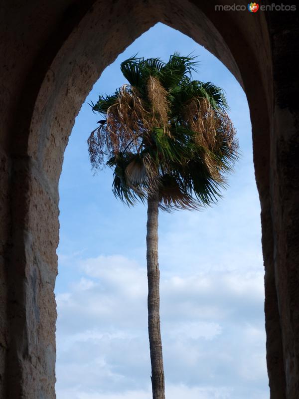 Fotos de Villaldama, Nuevo León: Palmera