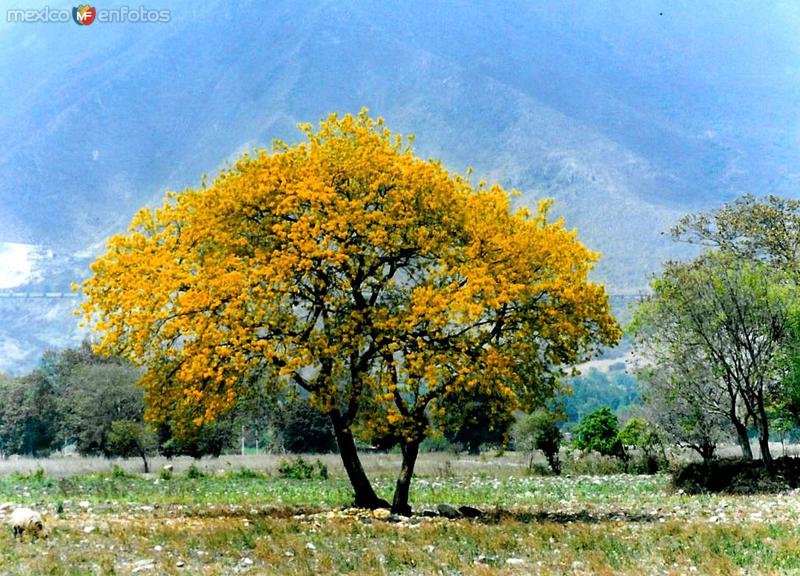 Fotos de Acultzingo, Veracruz: Arbol de Ixcahuite