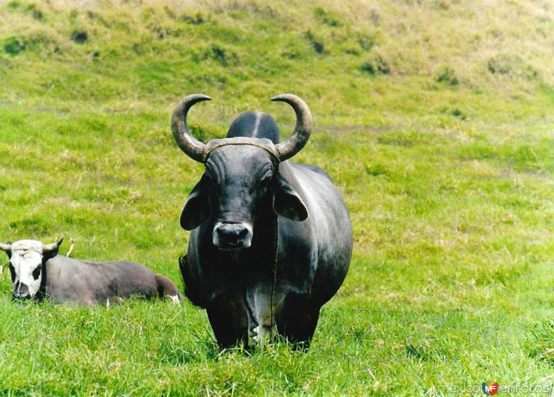 Fotos de Coscomatepec, Veracruz: Toro Cebú