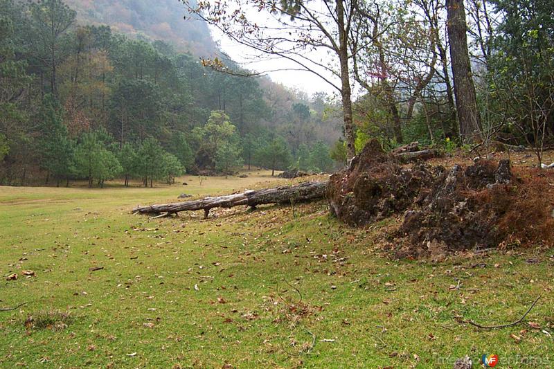 Fotos de Reserva De La Biósfera El Cielo, Tamaulipas: Reserva de la Biósfera El Cielo