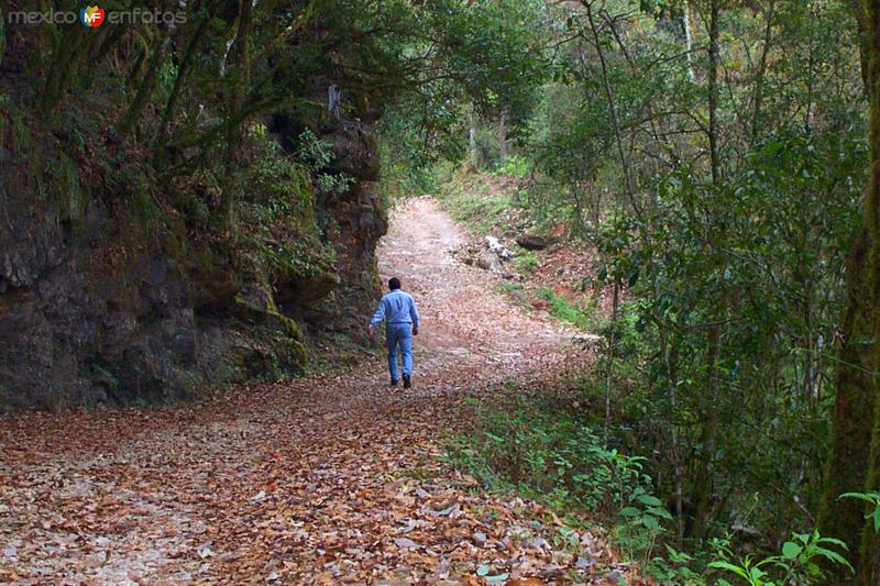 Fotos de Reserva De La Biósfera El Cielo, Tamaulipas: Reserva de la Biósfera El Cielo