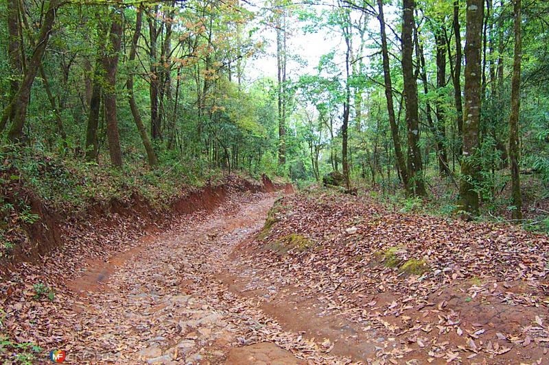 Fotos de Reserva De La Biósfera El Cielo, Tamaulipas: Reserva de la Biósfera El Cielo