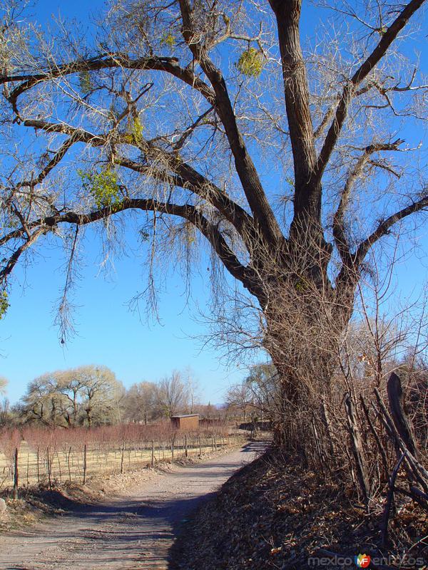 Fotos de Colonia Juárez, Chihuahua: Arbol y camino