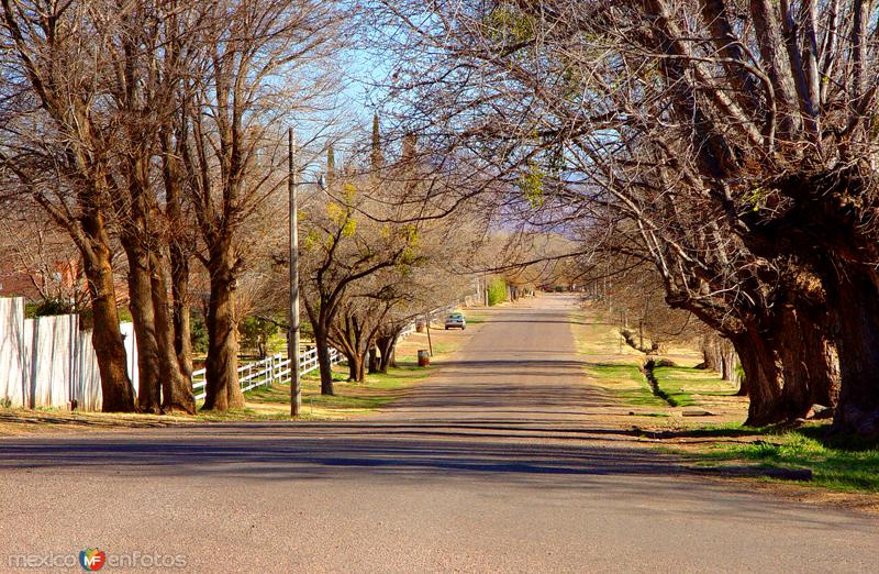 Fotos de Colonia Juárez, Chihuahua: Calles de Colonia Juárez