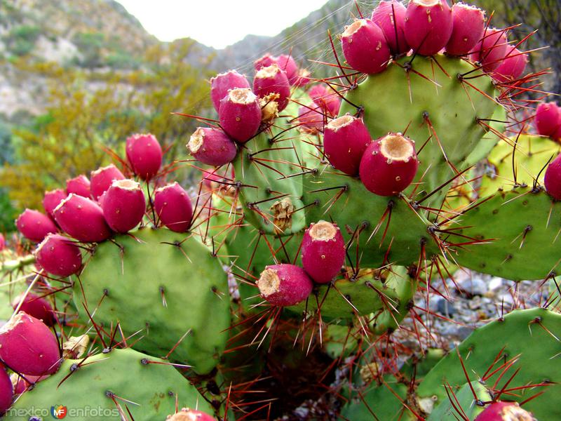 Fotos de Manuel Benavides, Chihuahua: Nopal y tunas