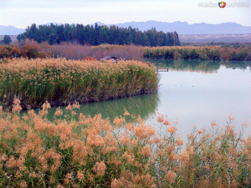 Fotos de Ojinaga, Chihuahua: Río Conchos