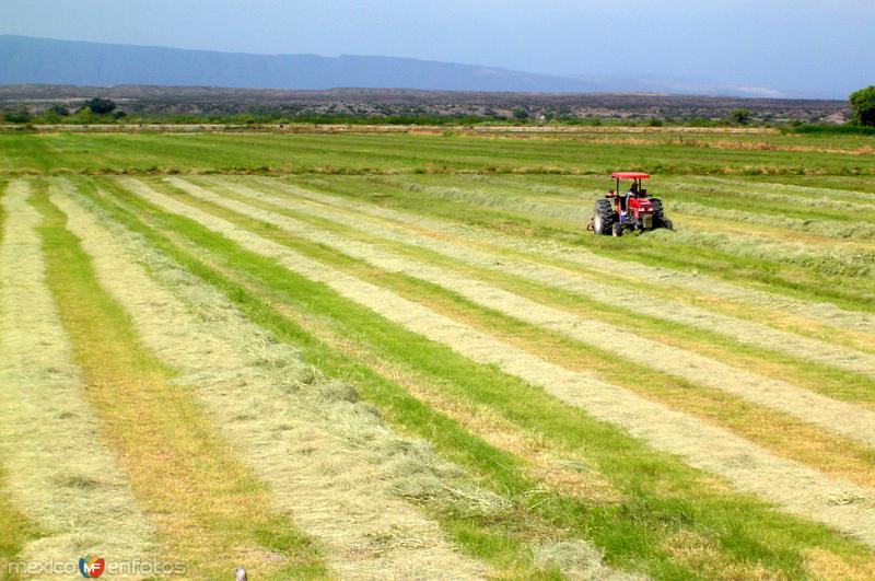 Fotos de Ojinaga, Chihuahua: Sembradíos del Valle de Ojinaga