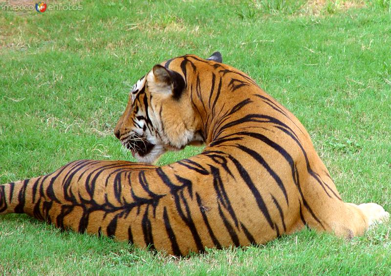 Fotos de Ciudad Guadalupe, Nuevo León: Tigre