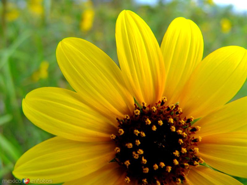 Fotos de Sabinas Hidalgo, Nuevo León: Girasol