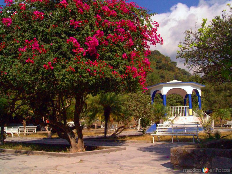 Fotos de La Yerbabuena, Colima: Arbol florido