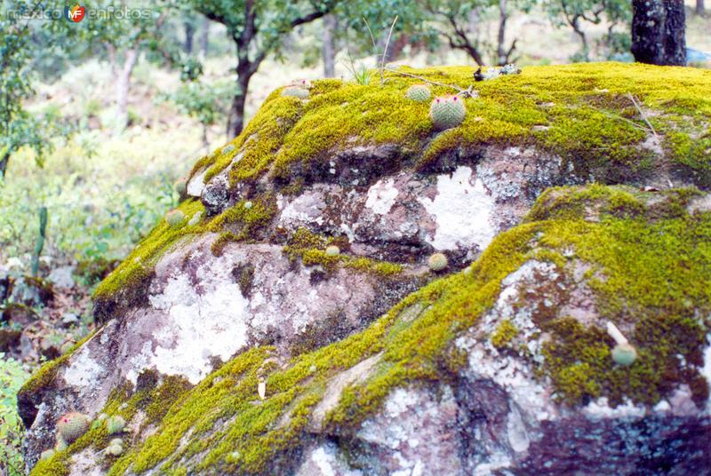 Fotos de Sierra Gorda De Xichú, Guanajuato: Hongos