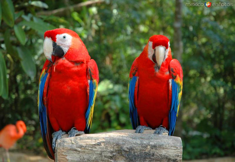 Fotos de Xcaret, Quintana Roo: Guacamayas en el parque ecológico Xcaret