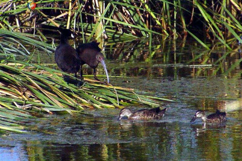 Fotos de Ciudad Madero, Tamaulipas: Aves