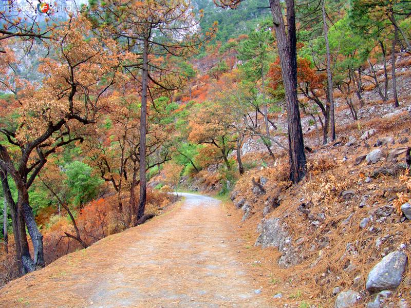 Fotos de San Pedro Garza García, Nuevo León: Bosque de Chipinque