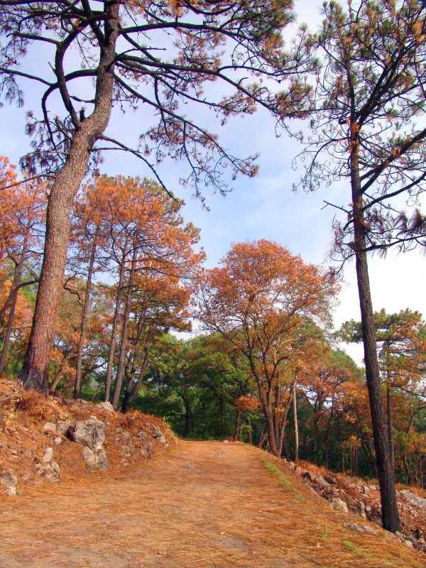 Fotos de San Pedro Garza García, Nuevo León: Bosque de Chipinque