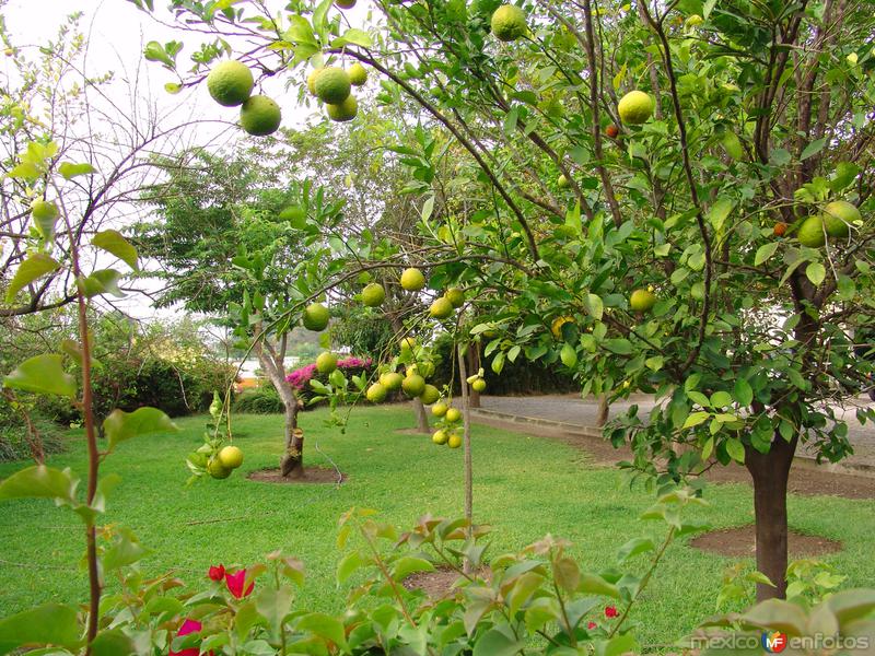 Fotos de Colima, Colima: Limonero