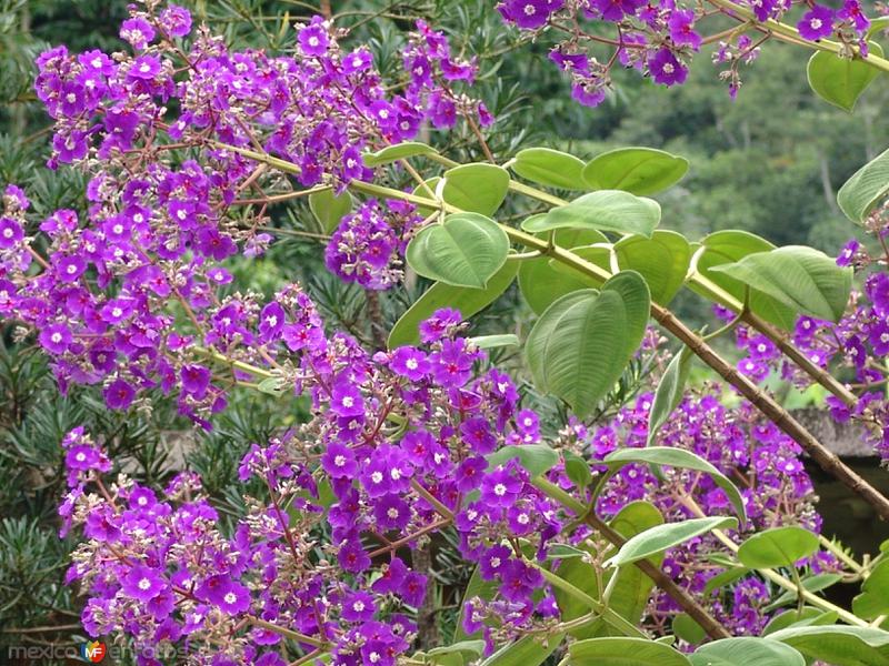 Fotos de Iztaczoquitlán, Veracruz: Flores