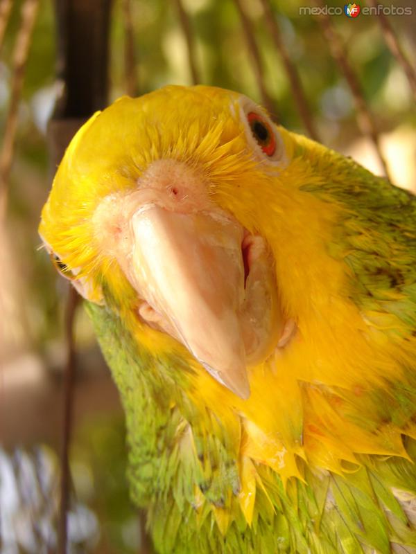 Fotos de Tetela Del Volcán, Morelos: Perico