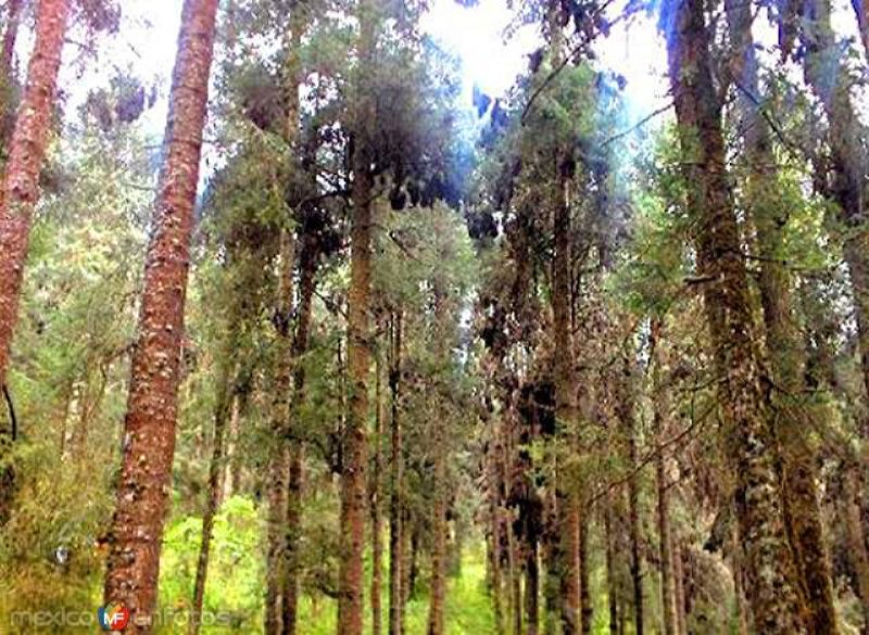 Fotos de Ocampo, Michoacán: Racimos de Mariposa Monarca