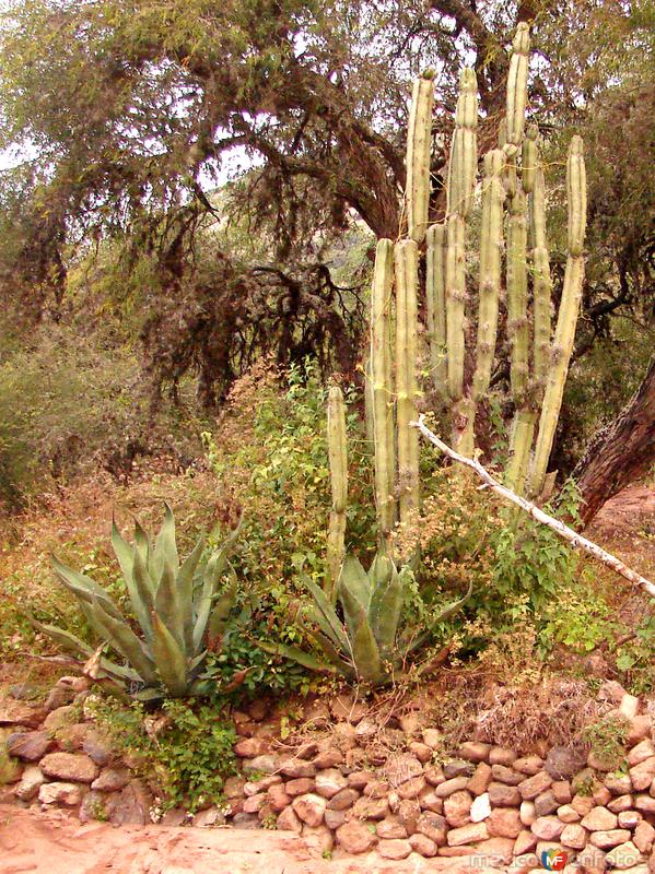 Fotos de Villa De Zaragoza, San Luis Potosí: Paisaje