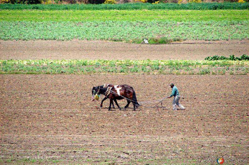 Fotos de Valle De Santiago, Guanajuato: Campesino arando la tierra