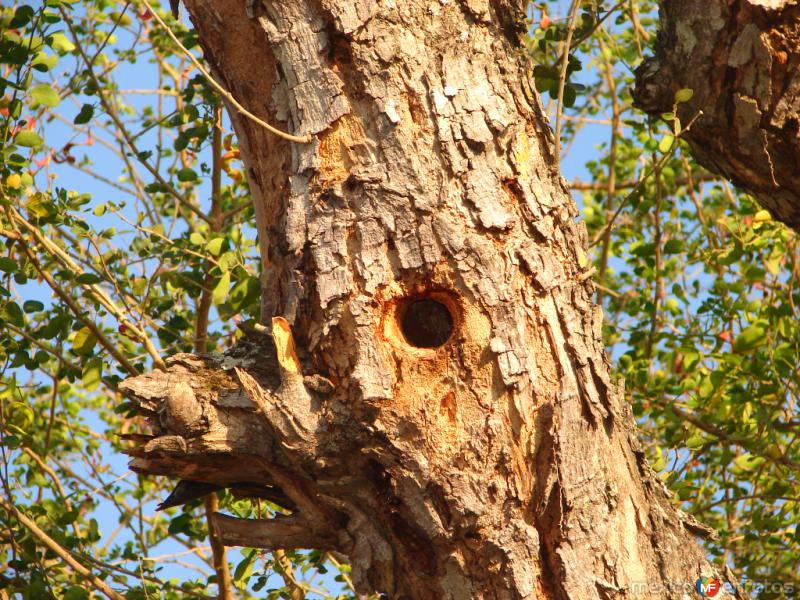 Fotos de Nuevo Morelos, Tamaulipas: Nido de pájaro carpintero