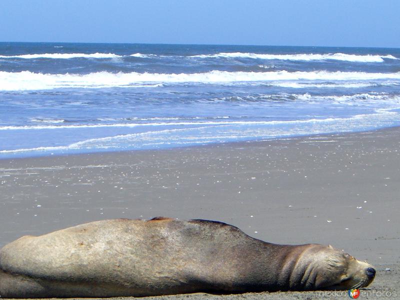 Fotos de Nuevo Altata, Sinaloa: León marino