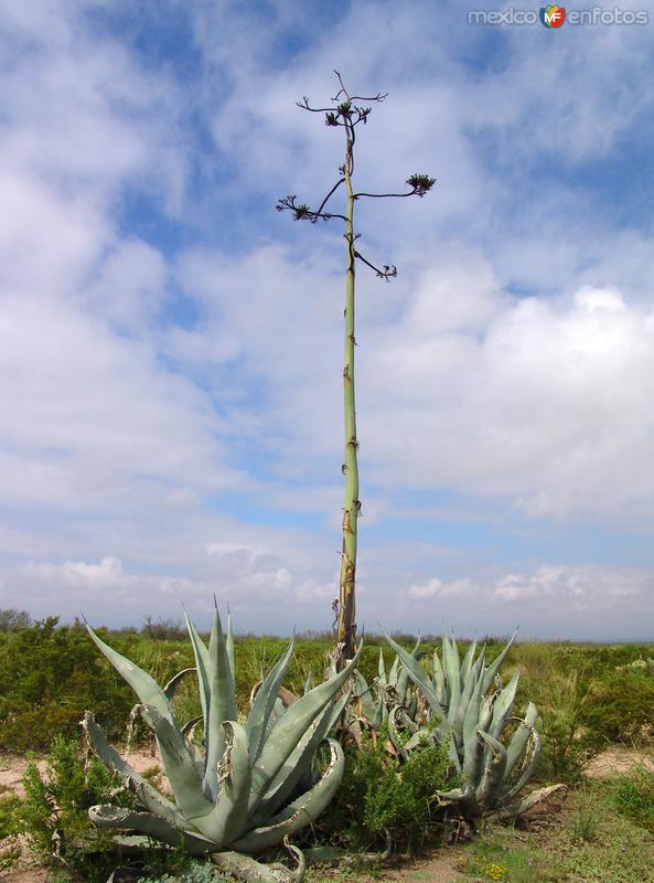 Fotos de Castaños, Coahuila: Flora desértica