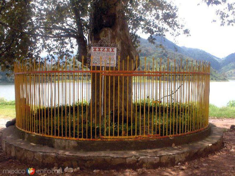 Fotos de Tenango De Las Flores, Puebla: Árbol de la casa de Tizoc