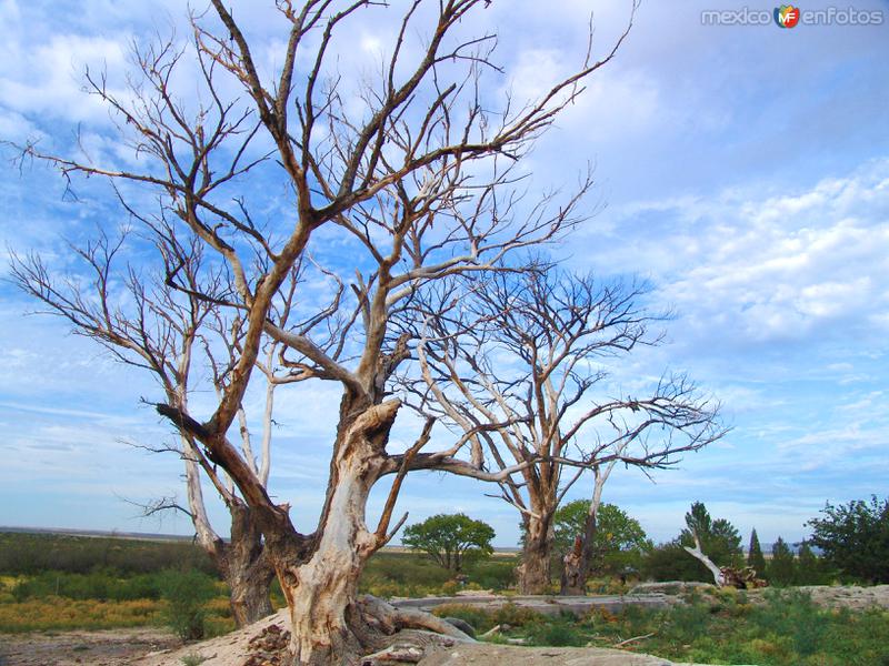 Fotos de Samalayuca, Chihuahua: Árbol seco