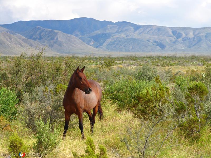 Fotos de Ocampo, Coahuila: Caballo Salvaje