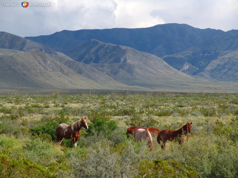 Fotos de Ocampo, Coahuila: Caballos Salvajes