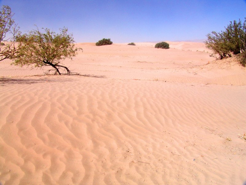 Fotos de Viesca, Coahuila: Dunas de Bilbao