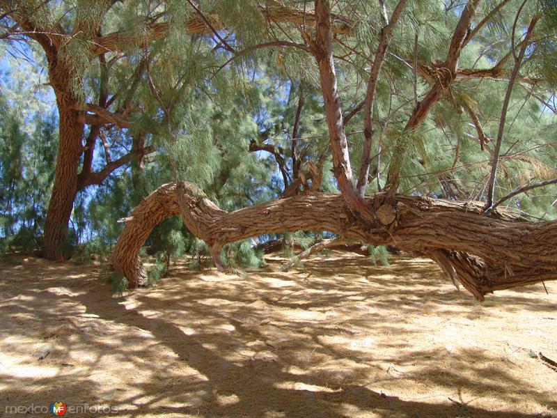 Fotos de Viesca, Coahuila: Oasis