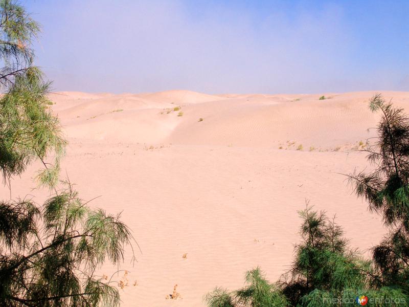 Fotos de Viesca, Coahuila: Dunas de Bilbao