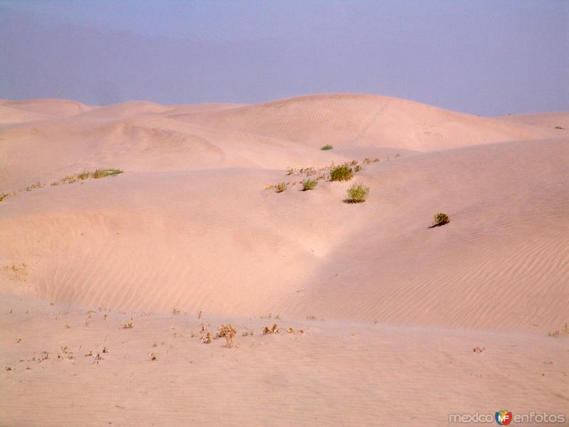 Fotos de Viesca, Coahuila: Dunas de Bilbao