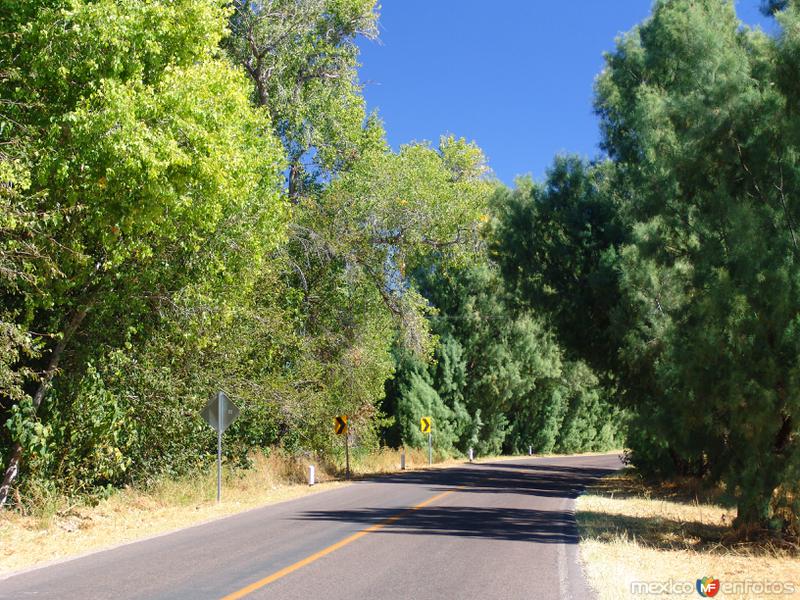 Fotos de Saucillo, Chihuahua: Carretera a Saucillo